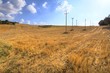 Campo di grano ,con pali della linea elettrica Campo di grano ,con pali della linea elettrica