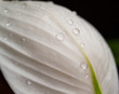 white flower petal with drops of water on white flower petal with drops of water on
