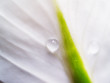 white flower petal with drop of water on white flower petal with drop of water on
