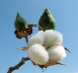 Cotton bud detail