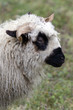 Mouton et bélier de race