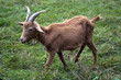Chèvre naine dans un pré