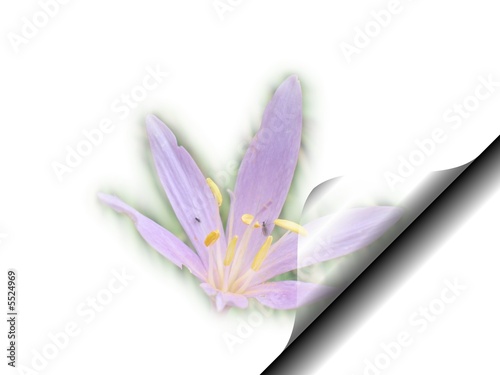 Photo: Fleur montagne Fleur montagne