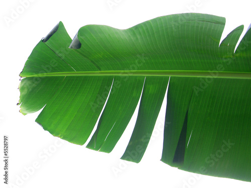 Photo : feuille de bananier feuille de bananier