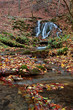 Forest stream