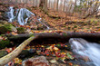 Forest stream