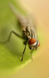fly head