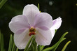 Phalaenopsis