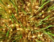 Wheat 1 Wheat 1