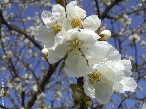 Foto: En fleurs En fleurs