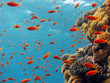 Coral Scene