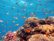 Coral Scene
