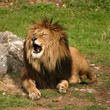Photos : Lion
