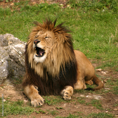 Lion