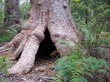 Tingle Tree Tingle Tree