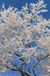 snow flakes