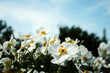 Foto: White flowers. / Weiße Blumen White flowers. / Weiße Blumen