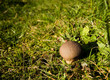 Common Pufball Common Pufball