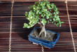 bonsai