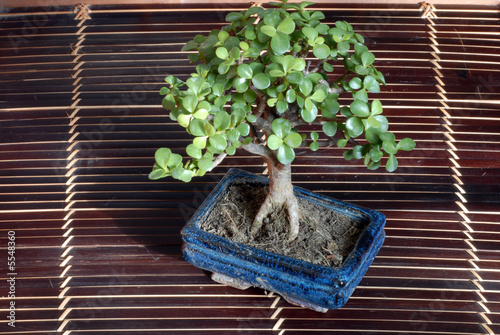 bonsai
