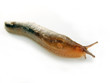 The mother of all slugs