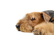 Airedale