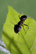 Ant on leaf