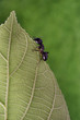 Ant on a leaf