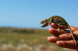 petit cameleon vert