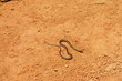 serpent sur terre rouge serpent sur terre rouge