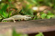 cameleon 