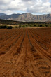 Vineyard in the Valle de Guadalupe, Mexico Vineyard in the Valle de Guadalupe, Mexico