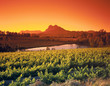 Weinberge bei Paarl, Südafrika