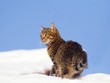cat on snow cat on snow