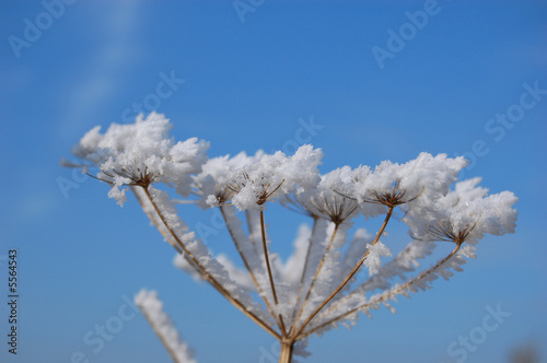 Foto: Eisblume Eisblume