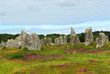 Heather blooming among megalithic monuments menhirs in Brittany
