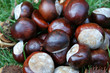 IMG_6384marrons
