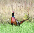 Common Pheasant ( Phasianus colchicus ). Russia, Voronezh area. Common Pheasant ( Phasianus colchicus ). Russia, Voronezh area.