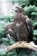 Bird of prey from Moscow zoo