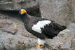 Bird of prey from Moscow zoo