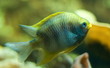 Poisson jaune