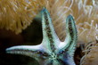 Etoile de mer