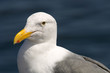 Seagull 1