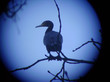 cormoran