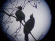 cormorans