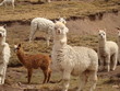 Alpaga et lamas au Pérou.