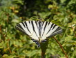papillon provenant de roumanie 