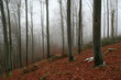 forêt en hiver