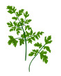 Parsley