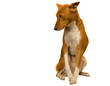 Bashful Basenji Bitch